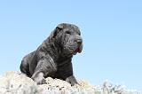 SHAR-PEI 589